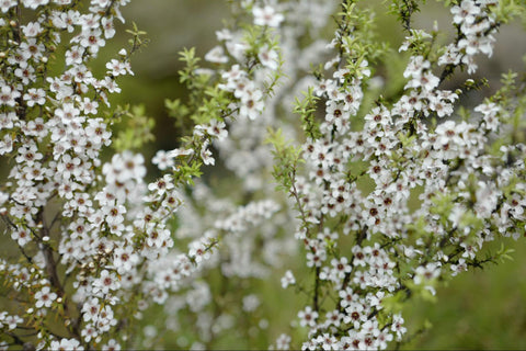 Manuka plants with white flower blossoms.