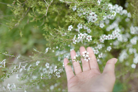 A hand holds up Manuka flowers on the plant.