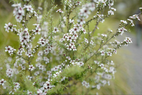 Manuka flowers bloom on the plant beside a path.